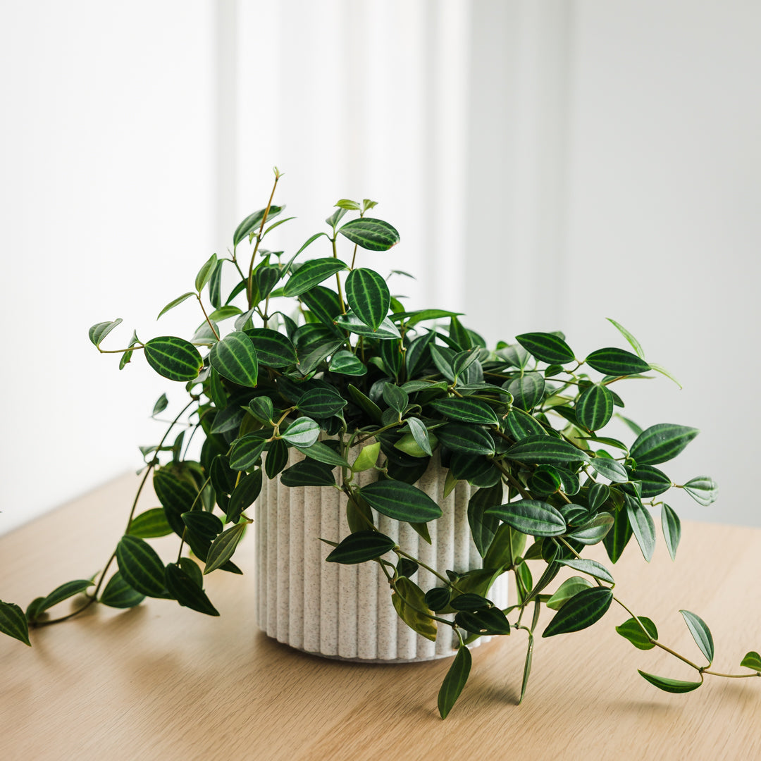 Lira Planter