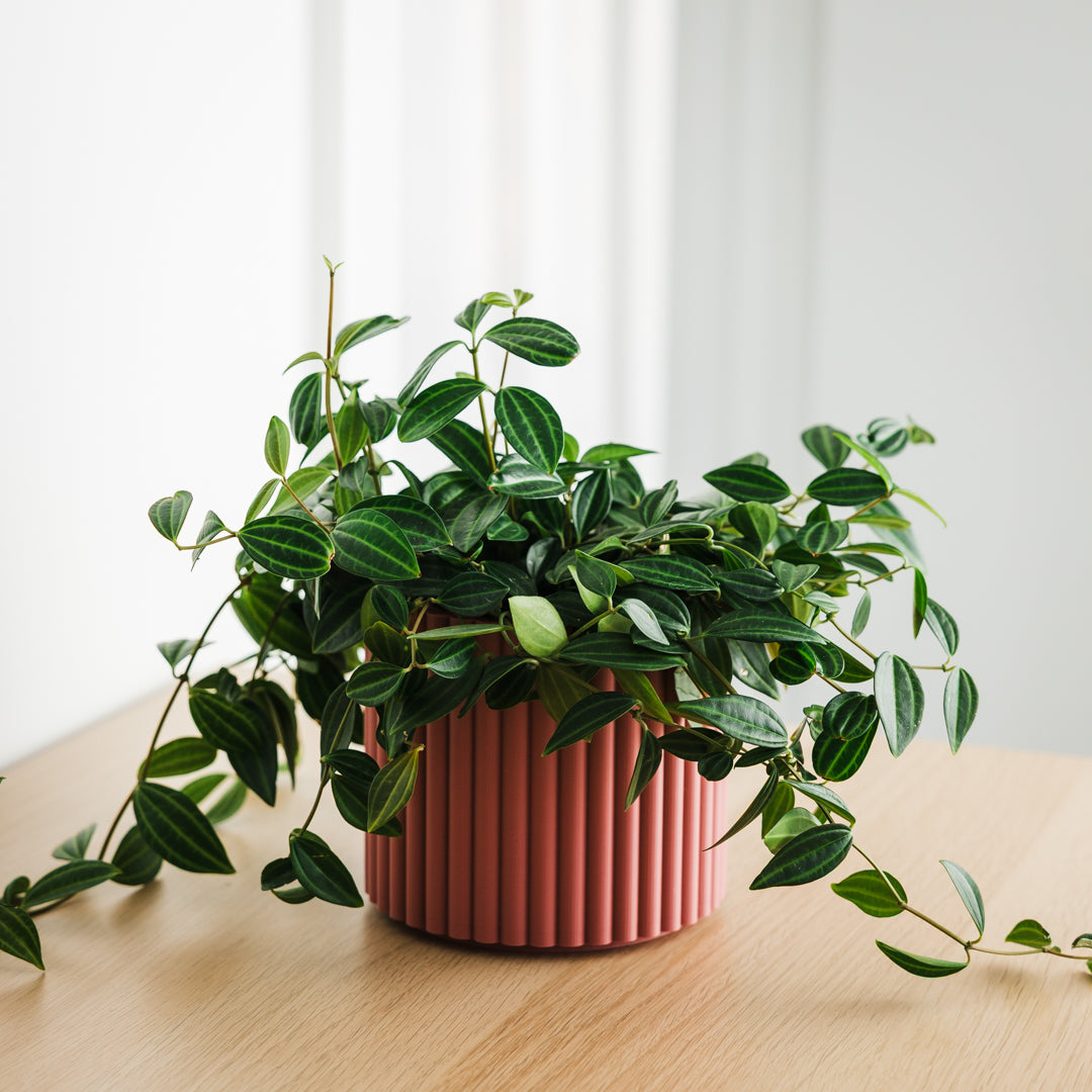 Lira Planter