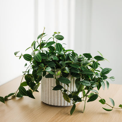Lira Planter